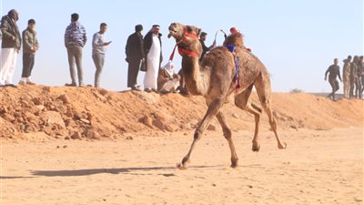 بمشاركة ثلاث دول عربية.. اليوم الأول لسباق الهجن بالاسماعيلية