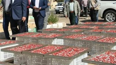 الزملوط يطلق مشروع تجفيف الطماطم بالخارجة