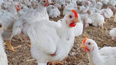 97 جنيها سعر كيلو الفراخ البيضاء في القاهرة