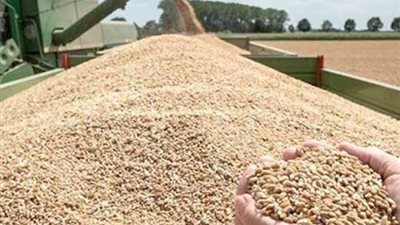 إنطلاق موسم توريد القمح منتصف أبريل الحالى بالأقصر