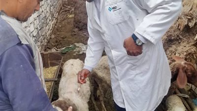 تحصين ١٨٤ ألفا و٢٧٤ رأس ماشية ضد الحمى القلاعية في الشرقية