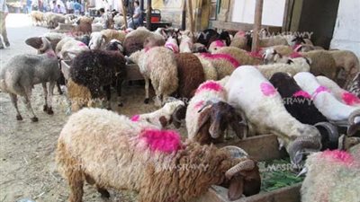الحكومة: إقامة الشوادر وتوفير الخراف الحية واللحوم الطازجة بدءًا من 20 مايو