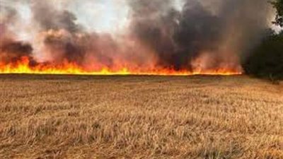 السيطرة على حريق مزرعة قمح في المنيا