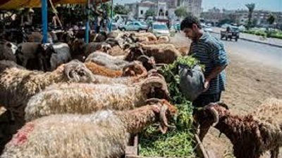 شرط إجازة جمع نية الأُضحية و العقيقة فى ذبيحة واحدة
