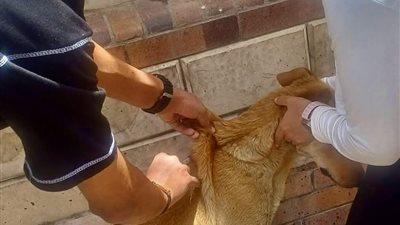 حملة مكثفة لتحصين الكلاب الضالة تقود المعركة ضد السعار