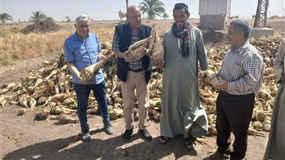 وكيل وزارة الزراعة يتفقد زراعات البنجر وحصاد وتوريد القمح بأسيوط