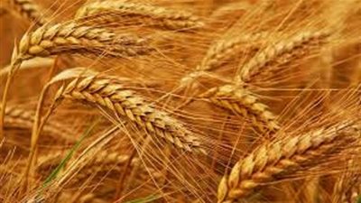 زراعة القمح..صدقة جارية وأمن غذائي اعرف الفضل والحكم الشرعي