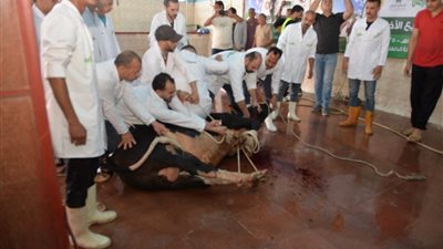 محافظ الدقهلية يؤدي صلاة العيد ويشهد ذبح الأضاحي