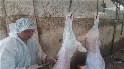 انتظام ذبح الأضاحي داخل المجازر بالبحر الأحمر