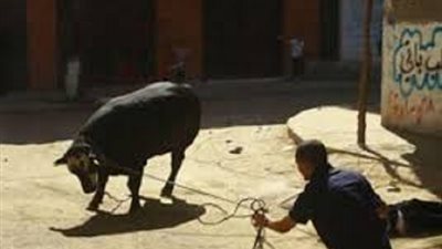 اعرفها ببساطة..حكم التخميس بدم الأضحية والتندربها