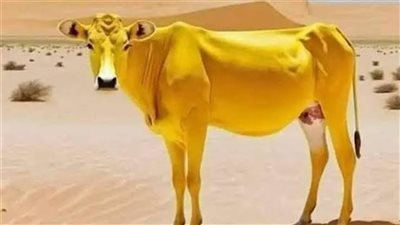 مشروعية إخراج زكاة المال في صورة ذبيحة للفقراء
