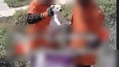 كشف ملابسات فيديولشخصين يمسكان بالكلاب بحدائق إحدى القرى الساحلية