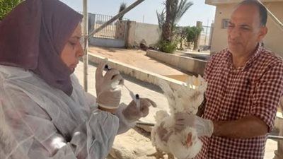 حملات بيطرية على مزارع الدواجن في الإسماعيلية