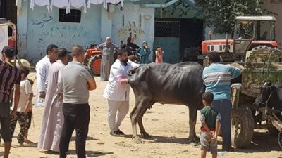 قافلة بيطرية مجانية لصغار المربين في الإسماعيلية ..صور