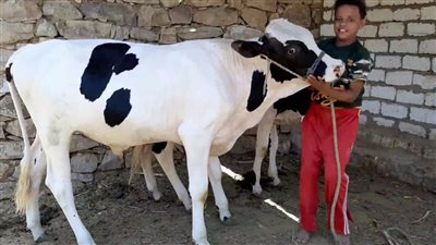 فلاح يشتري عجلاً في المزاد بخمسة أطراف ليجري له عملية جراحية