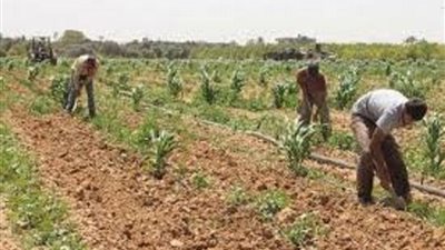 هيئة التعمير تعلن تأجيل مزاد ابار بلاط بالوادي الجديد