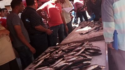 هل وصلت اسماك البورى النافقه بأدكوورشيد لاسواق الاسكندرية
