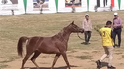 وزارة الرياضة تقيم معرضاً لأندية الفتاة والمرأة بالشرقية