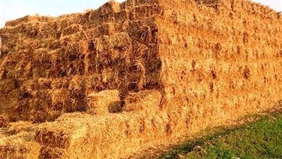 إستقبال طلبات فتح مواقع تجميع قش الأرز لموسم حصاد ٢٠٢٥