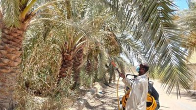 حملة مكثفة لحماية النخيل من آفة العنكبوت الأحمر بسيوة
