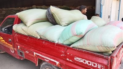 محافظة المنيا تتخطى نصف مليون طن قمح والتوريد مستمر