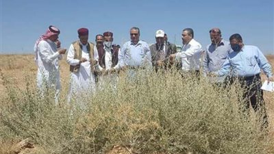 مطروح.. واحة الذهب الأخضر وكنز النباتات الطبية
