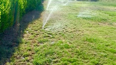 السويس الجديدة تزرع آلاف الأشجار بالحي الصناعي