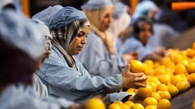 الصادرات الزراعية المصرية تتجاوز 7.2 مليون طن