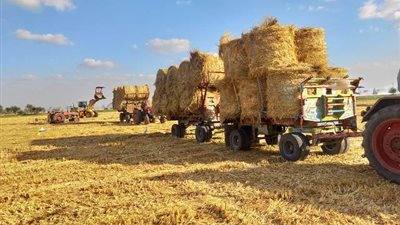 طوارئ بالشرقية لمواجهة ظاهرة حرق قش الأرز