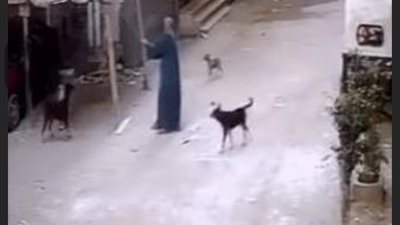 ضبط شخص تعدى على كلب ضال بالجيزة
