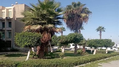 جهاز مدينة العبور يواصل أعمال صيانة وتجميل المسطحات الخضراء
