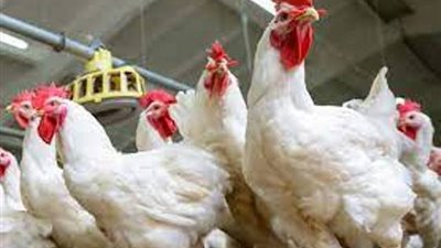 أسعار الدواجن اليوم الخميس 23-10-2025