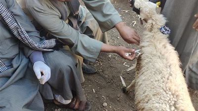 بدء فعاليات الحملة القومية الثالثة للتحصين ضد مرض الحمى القلاعية