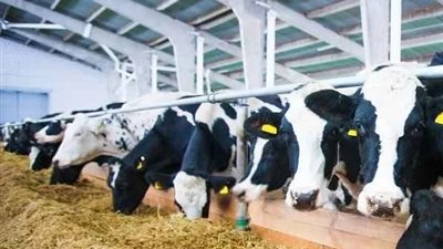 وزير الزراعة يكشف عن مشروعات لتطوير تربية الأبقار ورفع إنتاجية البذور