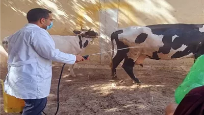 تحصين 45 ألف رأس ماشية بالحملة القومية ضد الحمى القلاعية بالمنيا