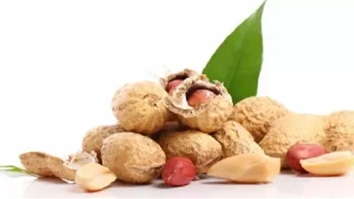 الفول السوداني والكبد .. فوائد صحية ومخاطر محتملة
