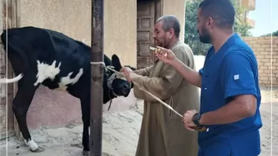 قوافل بيطرية مجانية للقرى الأكثر احتياجًا بالإسماعيلية