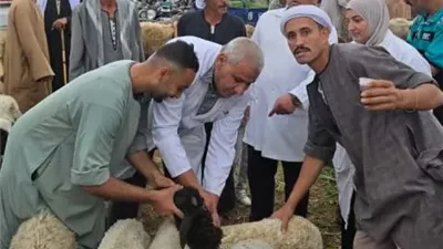 محافظ الجيزة: تحصين 83 ألفًا و700 رأس ماشية ضمن الحملة القومية