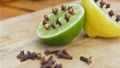 حلول فعالة للتخلص من الناموس داخل المنزل