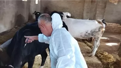 تحصين أكثر من٦٢٪من الثروة الحيوانيةفي الإسماعيلية