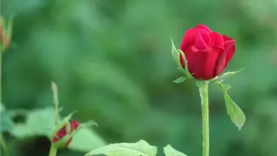 العملة الرابحة...ذكر يهديك مئات الحسنات ويحط به الخطايا