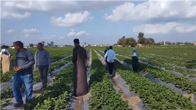 ندوة عن مكافحة الآفات بالقمح ومدارس حقلية لمزارعي الفراولة بكوم حمادة