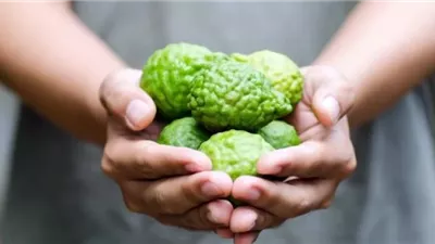 الليمون العطري يثبت فعاليته في تقليل تراكم الدهون بالكبد