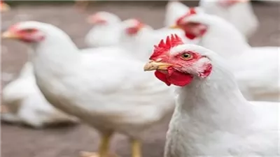 72 جنيها.. سعر كيلو الفراخ البيضاء اليوم الجمعة في الأسواق