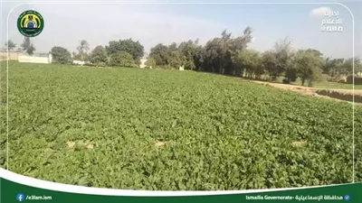 تحسين زراعات بنجر السكر في الإسماعيلية