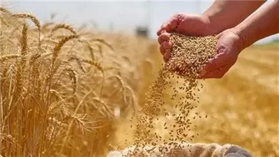 غداً.. قادة الزراعة بالإسكندرية يجتمعون لحسم مصير القمح