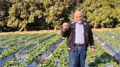 متابعات ميدانية لزراعات الفراولة بالإسماعيلية..صور