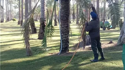 حماية أشجار قصر المنتزه من الأمراض