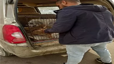 حملات مستمرة لتعقيم وتطعيم كلاب الشوارع في زايد