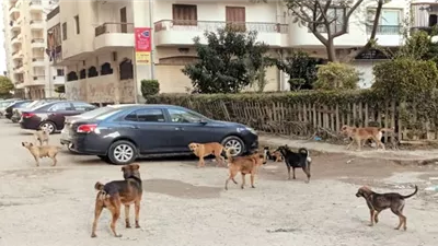 رئيس 